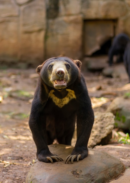 Oso de miel en la atmósfera del bosque.