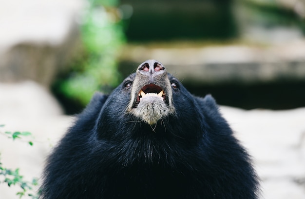 Oso negro asiático de pie y relajarse en el verano: oso negro esperando su comida en el zoológico