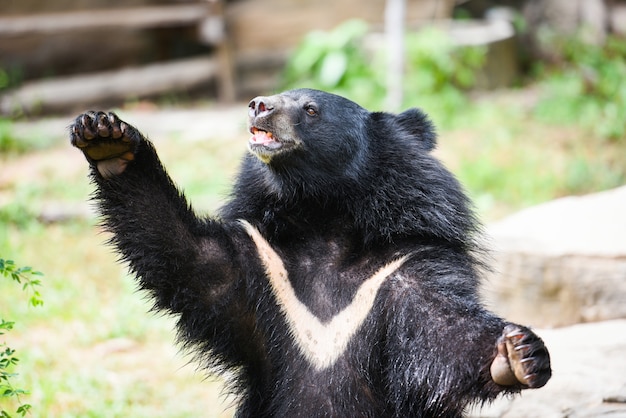 Oso negro asiático en el zoológico