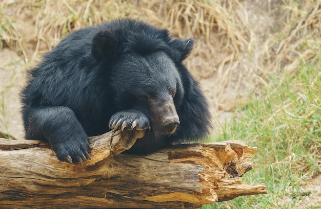 Foto oso negro asiático
