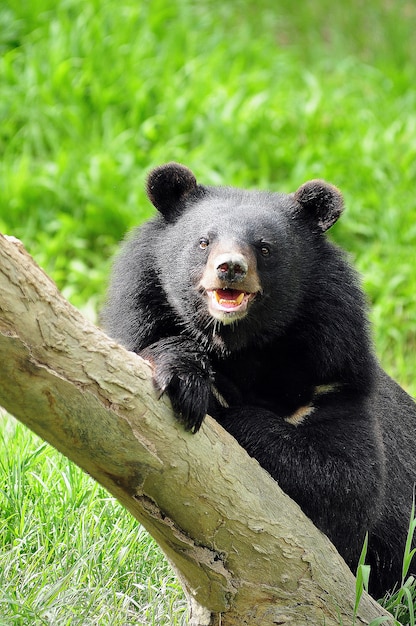 Foto oso negro asiático