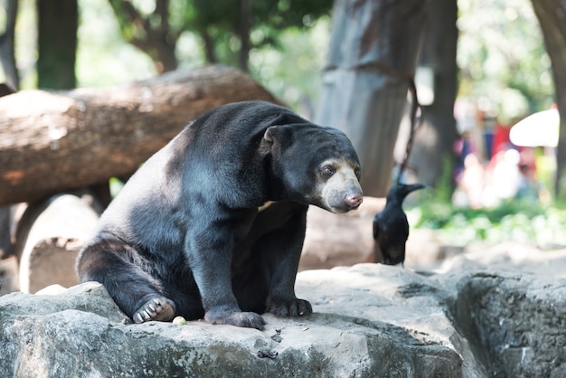 Oso negro asiático