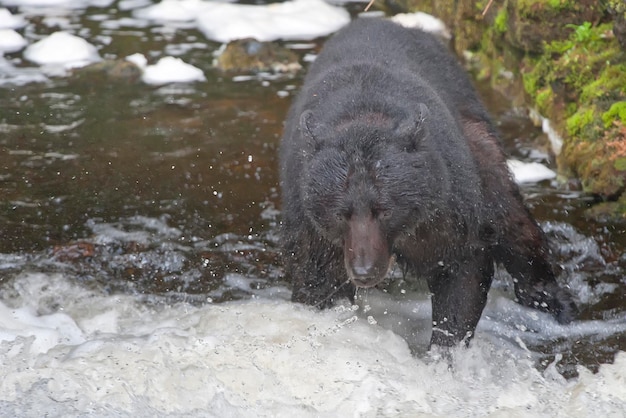 Un oso negro atrapando un salmón en el río Alaska