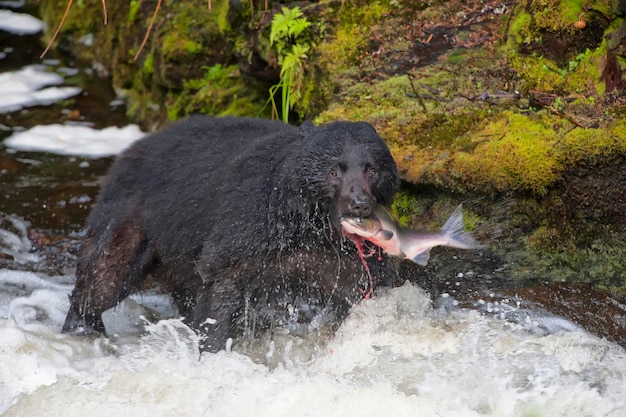 Un oso negro atrapando un salmón en el río Alaska