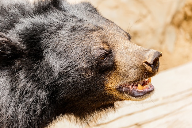 Oso negro en el bosque Asia Tailandia.