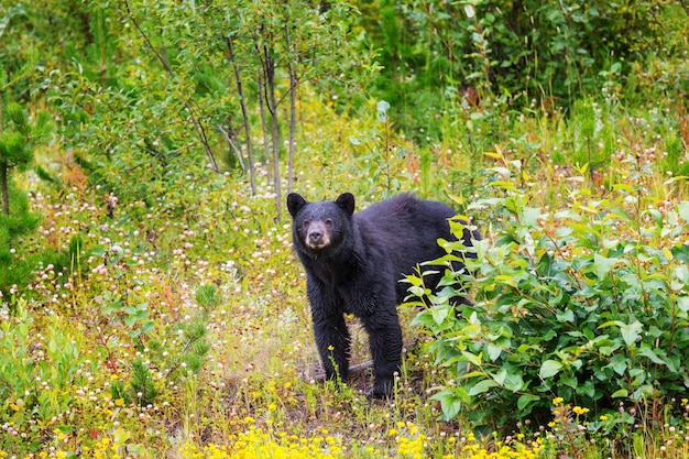 Oso negro en el bosque