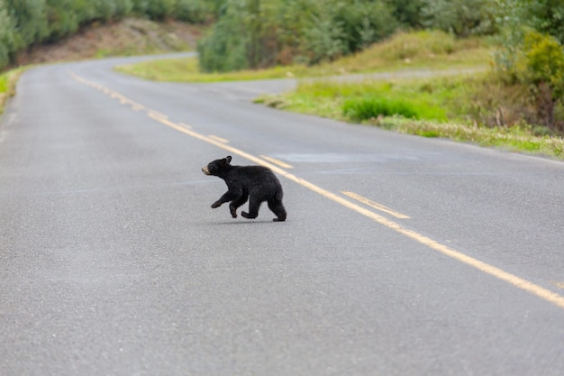 Oso negro en el bosque