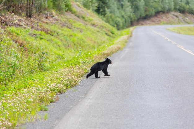 Oso negro en el bosque