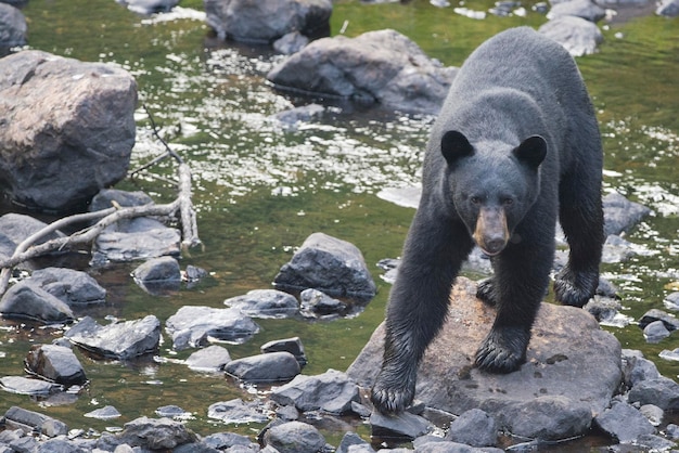 Un oso negro mientras viene hacia ti a través del arroyo