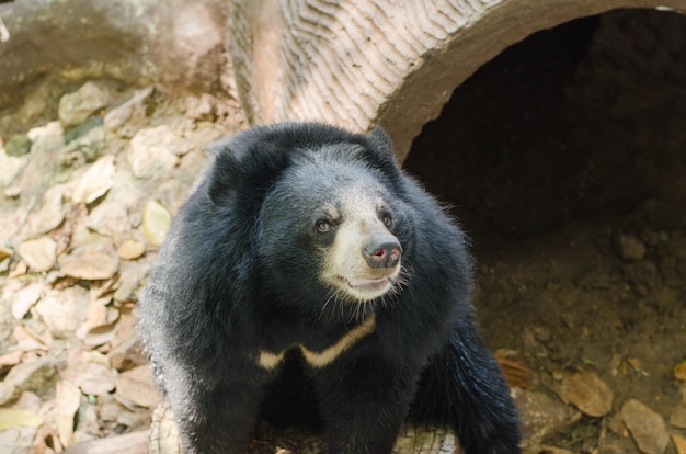 Oso negro sentado