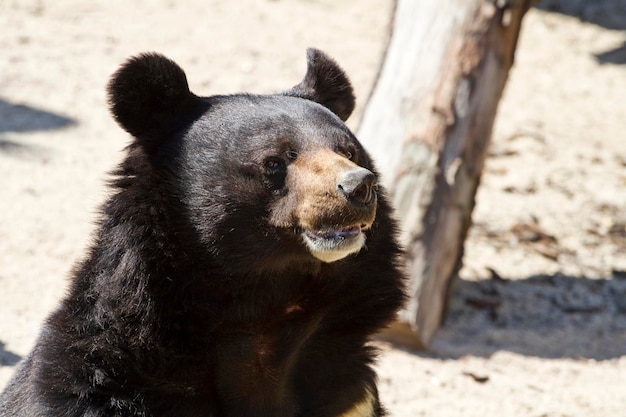 Oso Negro