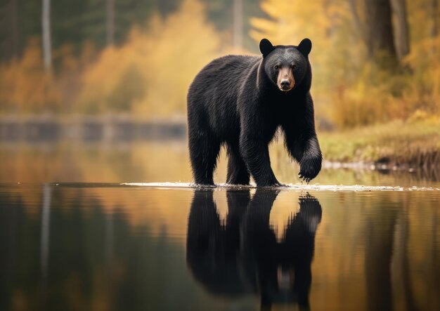 El oso negro