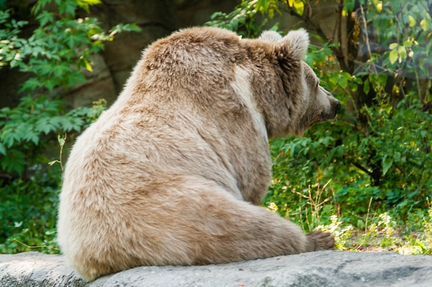 Un oso en la orilla de un lago.