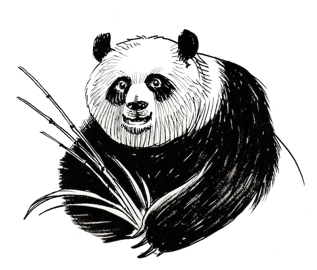 Oso panda comiendo bambú. Dibujo a tinta en blanco y negro