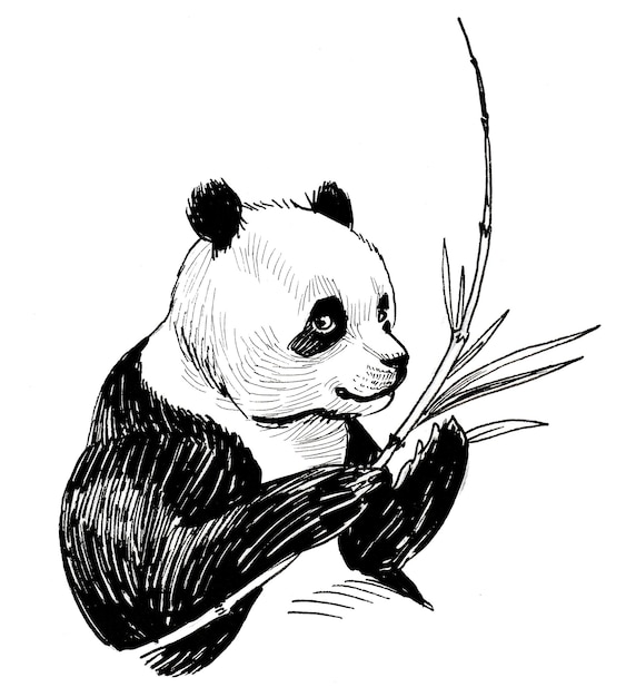 Oso panda comiendo bambú. Dibujo a tinta en blanco y negro