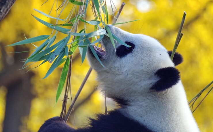 Foto un oso panda está comiendo un bambú con la palabra panda en él