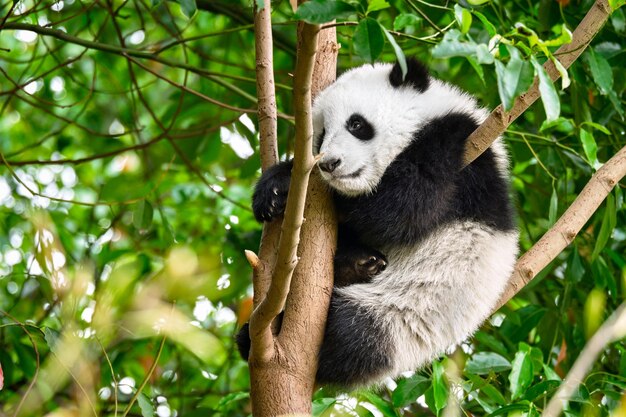 Foto el oso panda gigante en china