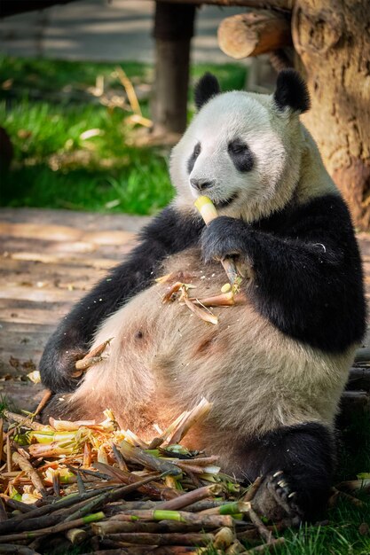 Foto el oso panda gigante en china