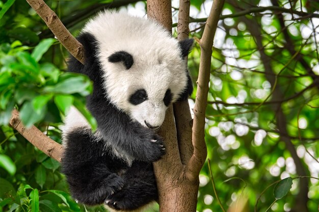 Foto el oso panda gigante en china