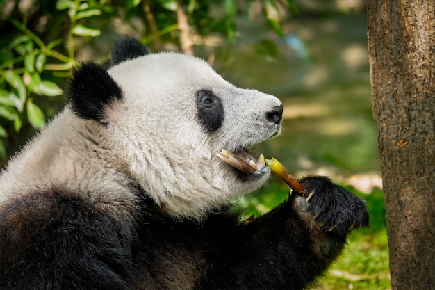 Oso panda gigante en China