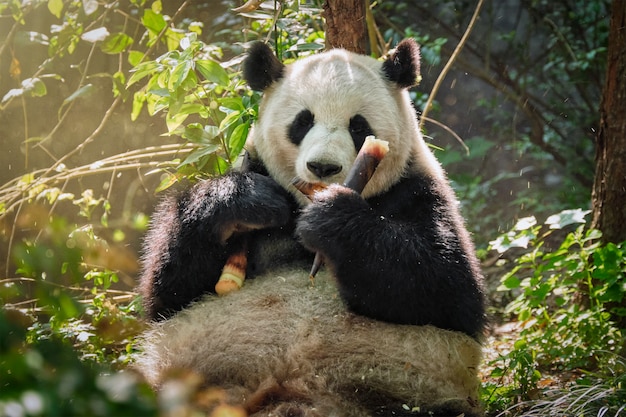 Oso panda gigante en China