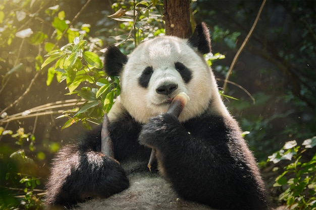 Oso panda gigante en China