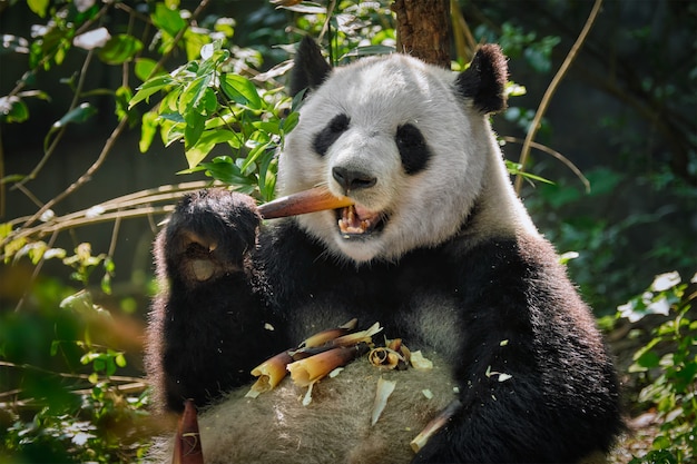 Oso panda gigante en China