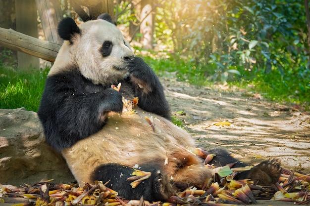 Oso panda gigante en China
