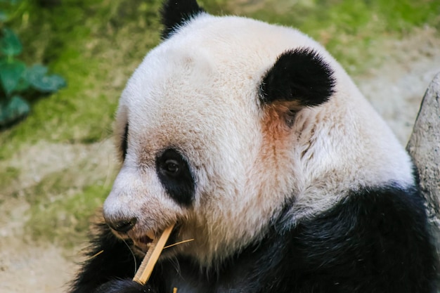 Un oso panda con ojos negros.