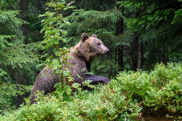 Oso pardo adulto salvaje (Ursus arctos) en el bosque de verano. Animal peligroso en la naturaleza. Escena de vida salvaje