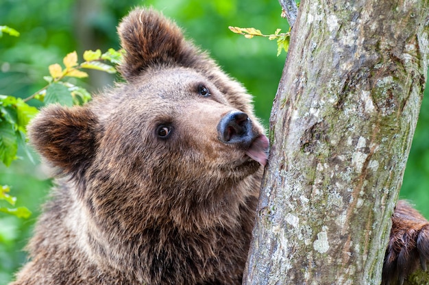 Oso pardo en un árbol en el bosque. Naturaleza salvaje.