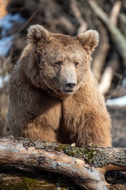 Oso pardo en el bosque de cerca. Escena de vida silvestre de la naturaleza primaveral. Animal salvaje en el hábitat natural.