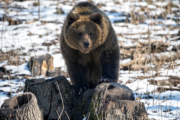 Oso pardo en bosque de invierno