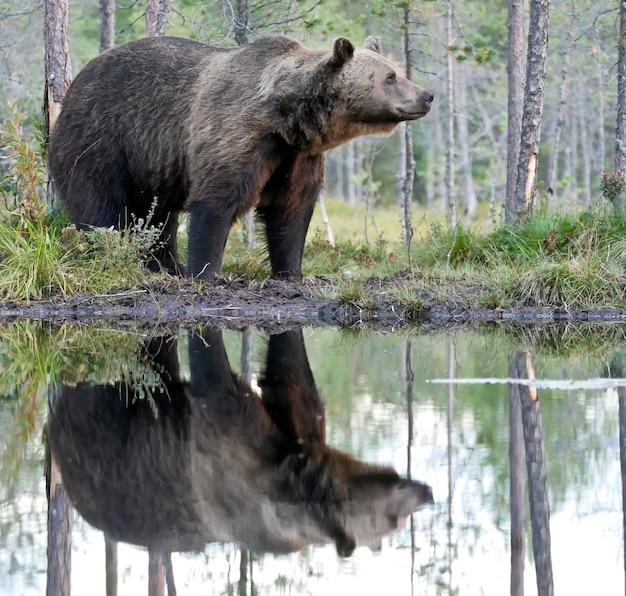 Foto oso pardo en el bosque