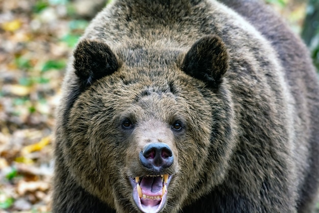 Oso pardo en el bosque