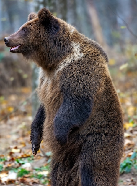 Oso pardo en el bosque