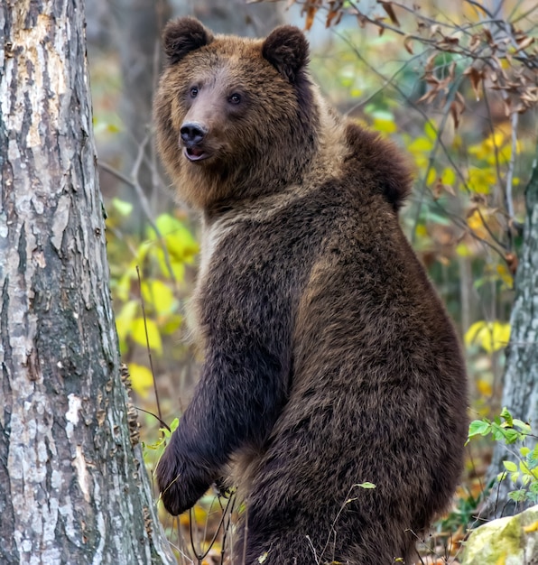 Oso pardo en el bosque