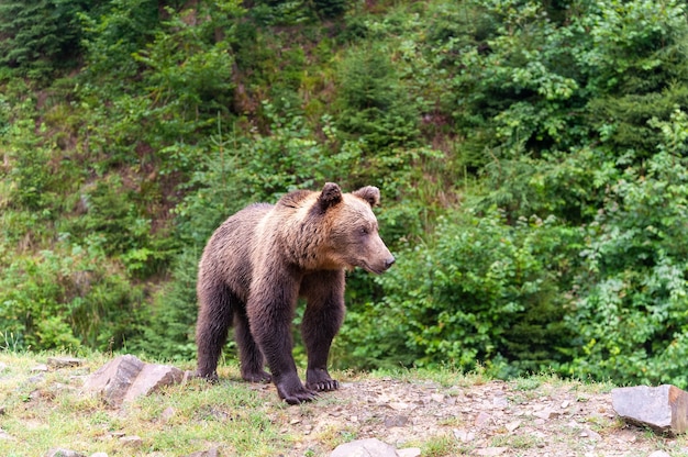 Foto oso pardo en el bosque