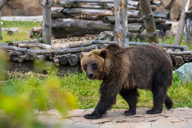 un oso pardo camina alrededor de su propiedad en el verano en el zoológico