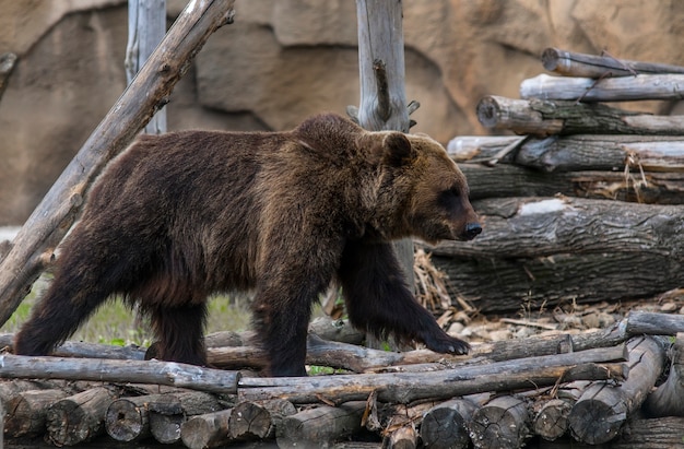 un oso pardo camina en su propiedad en el verano