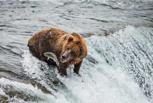 Oso pardo captura un salmón en el río.