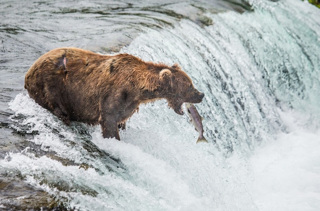 Oso pardo captura un salmón en el río.