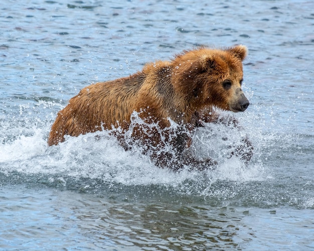 Oso pardo caza salmón