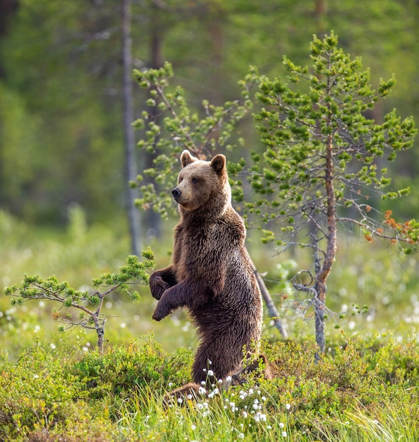 Oso pardo en un claro del bosque está de pie sobre sus patas traseras