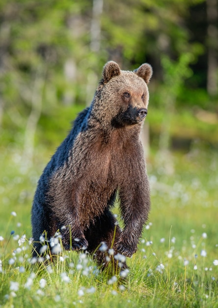 Oso pardo en un claro del bosque está de pie sobre sus patas traseras