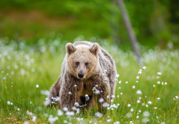 Oso pardo en un claro del bosque rodeado de flores blancas