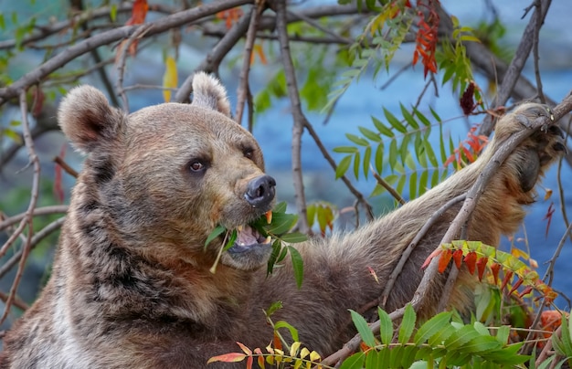 Oso pardo comiendo hojas de un árbol