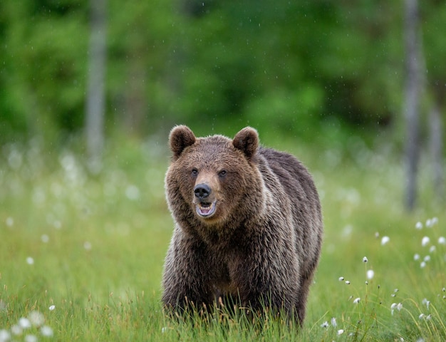 Oso pardo está caminando por un claro del bosque