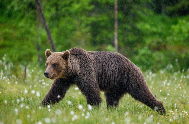 Oso pardo está caminando por un claro del bosque