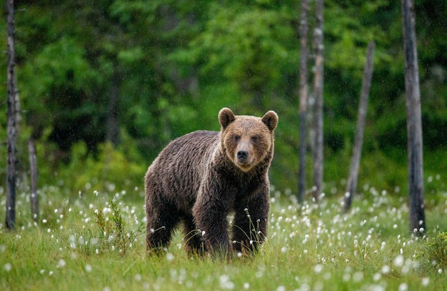 Oso pardo está caminando por un claro del bosque